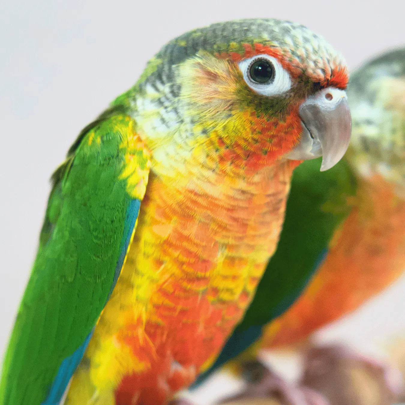 Meet Bullseye & Jessie - Hand-Raised Pineapple Green Cheek Conures