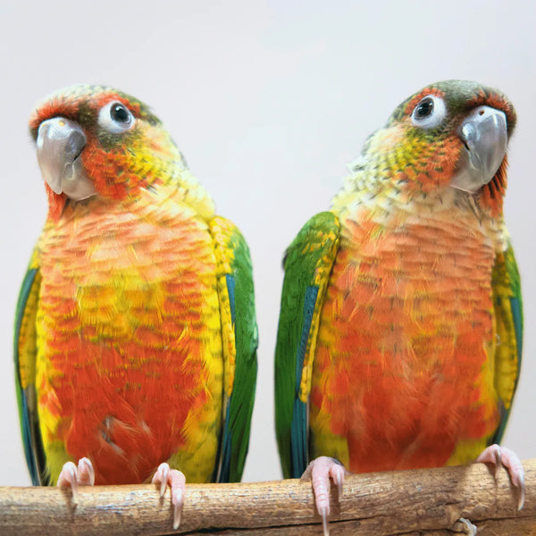 Meet Bullseye & Jessie - Hand-Raised Pineapple Green Cheek Conures