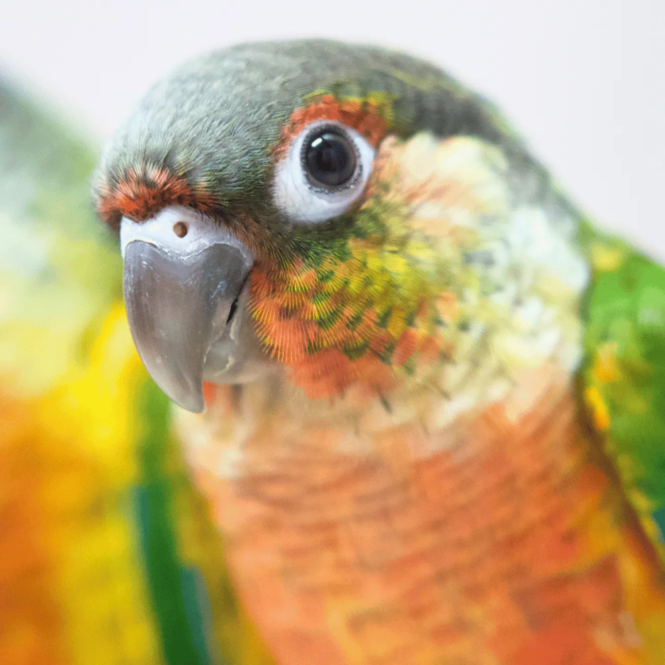 Meet Bullseye & Jessie - Hand-Raised Pineapple Green Cheek Conures