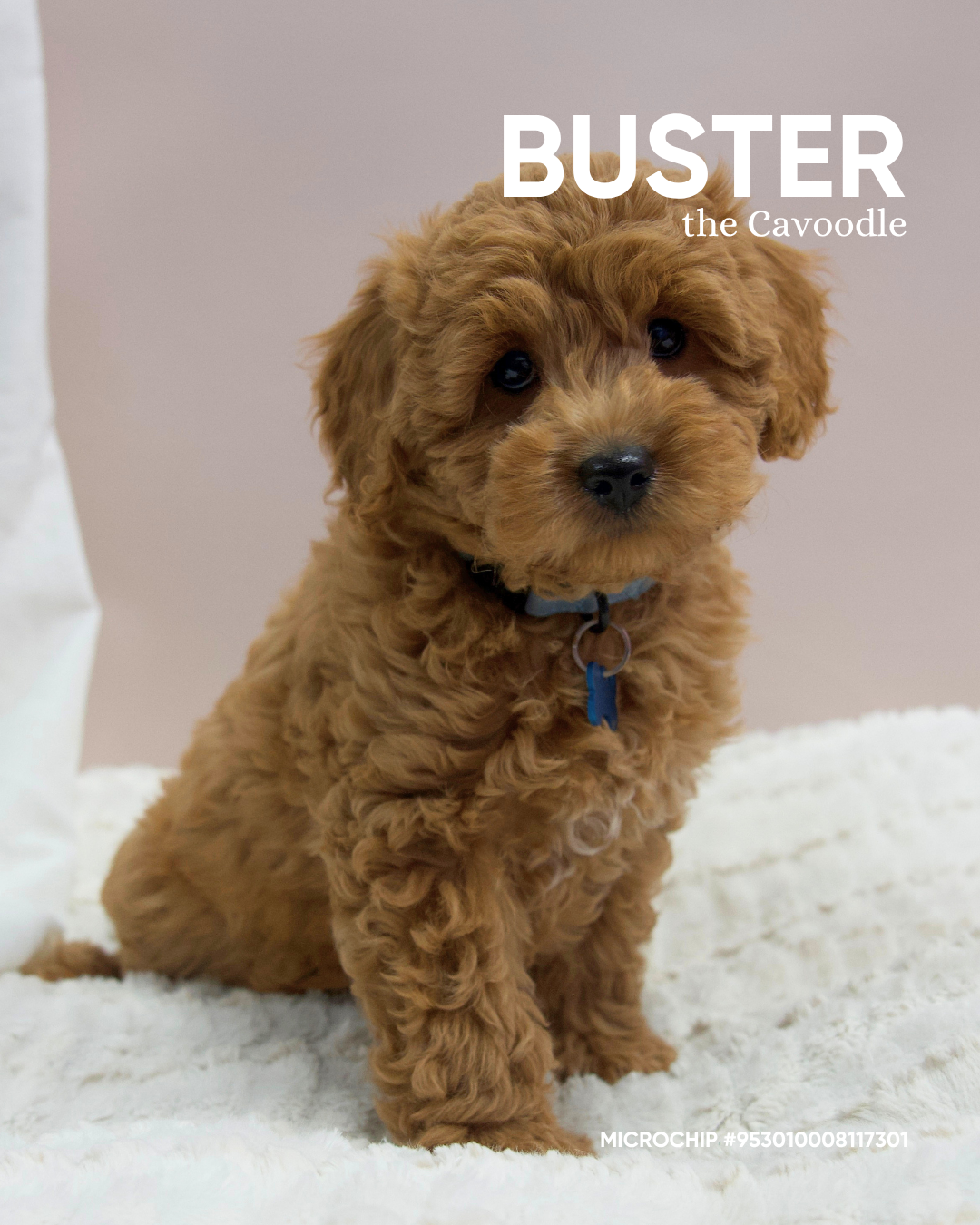 Buster