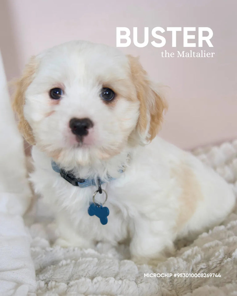Buster