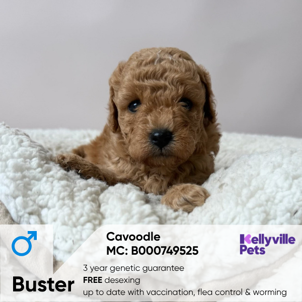 Buster