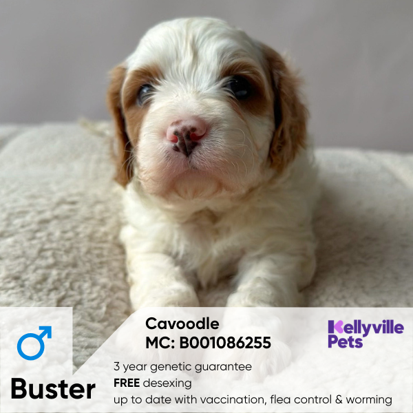Buster