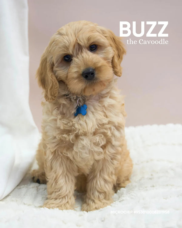 Buzz