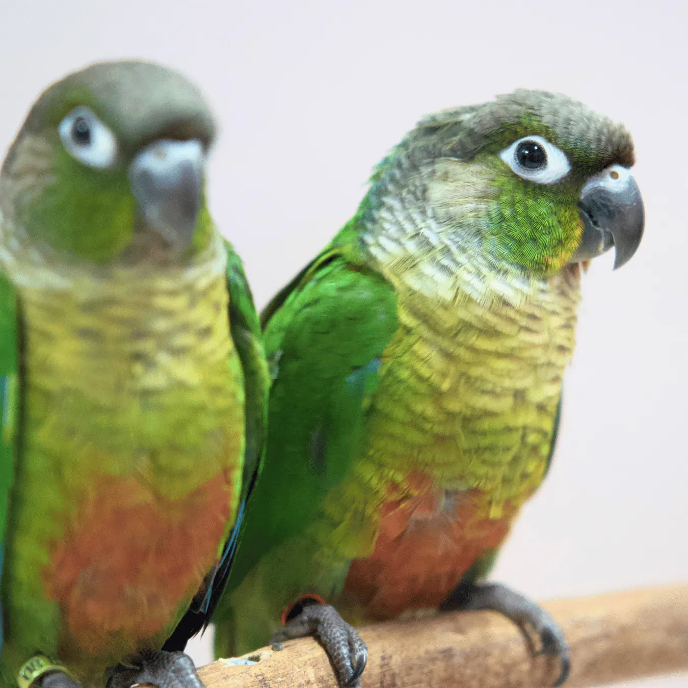 Meet Buzz & Bonnie - Hand-Raised Green Cheek Conures