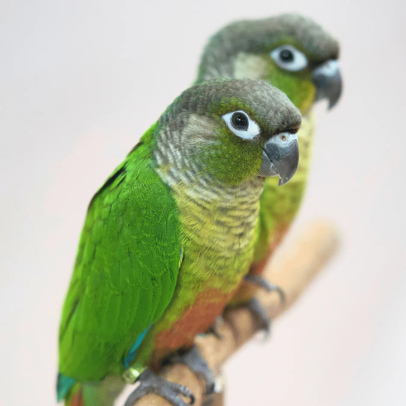 Meet Buzz & Bonnie - Hand-Raised Green Cheek Conures