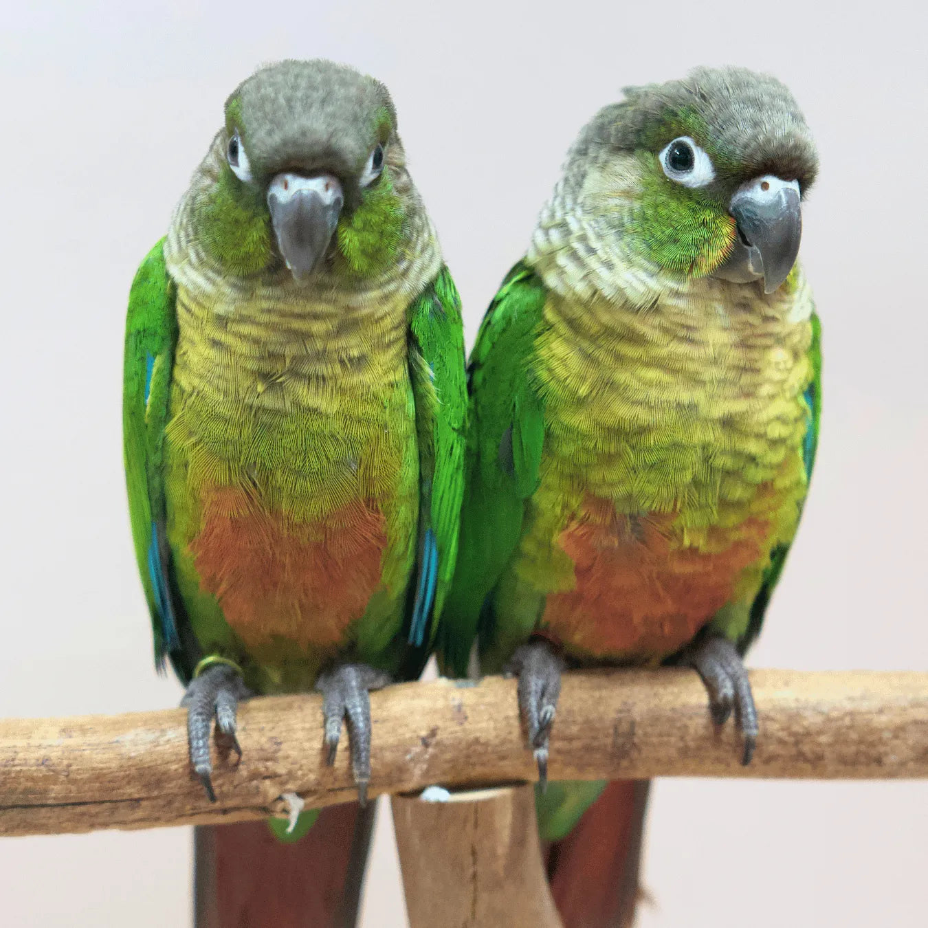 Meet Buzz & Bonnie - Hand-Raised Green Cheek Conures