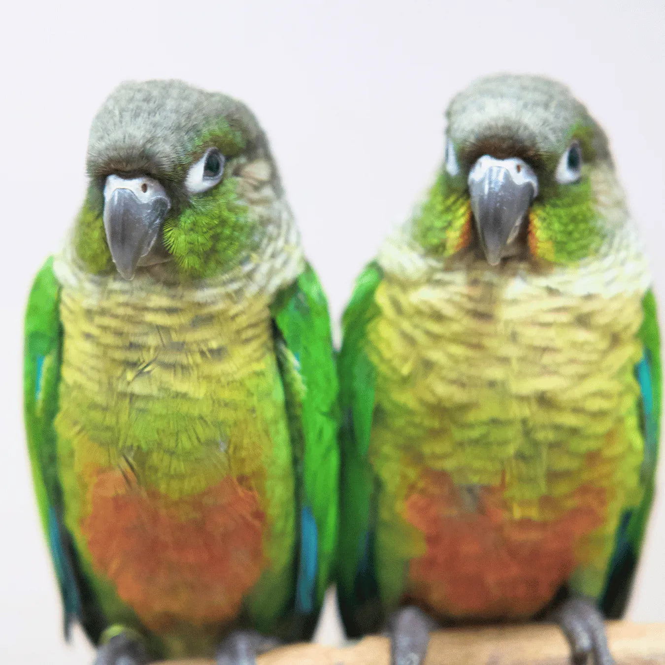 Meet Buzz & Bonnie - Hand-Raised Green Cheek Conures