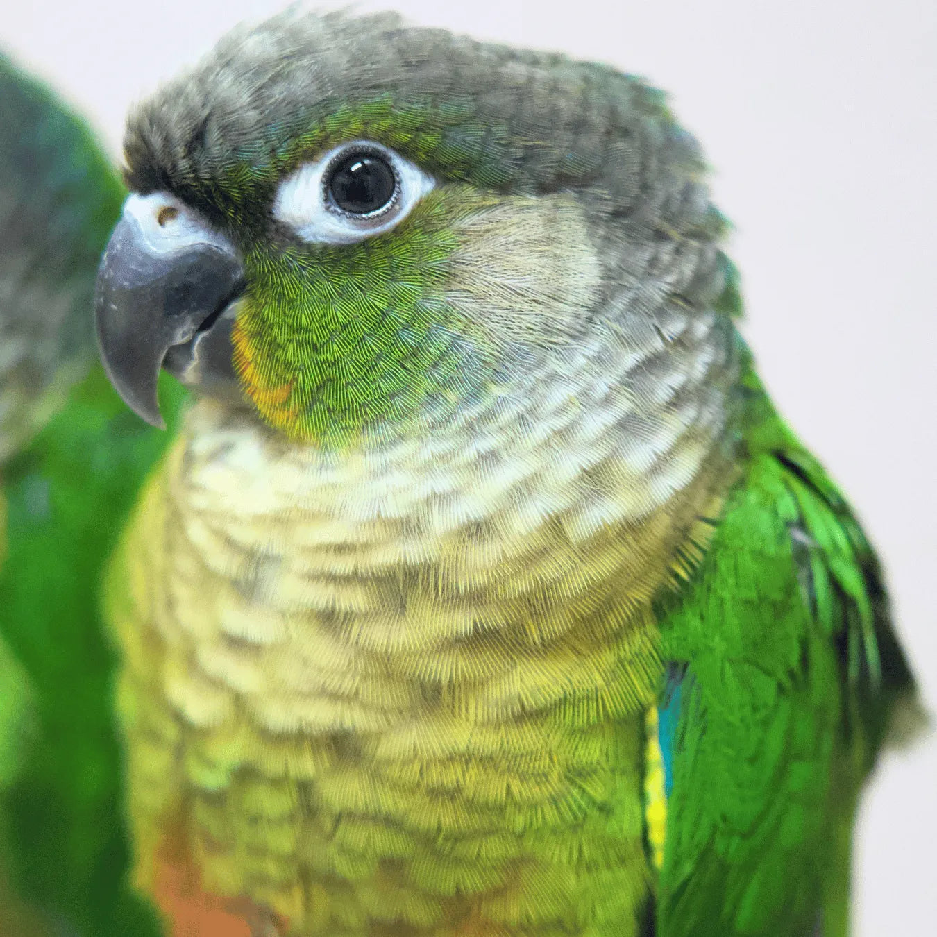 Meet Buzz & Bonnie - Hand-Raised Green Cheek Conures