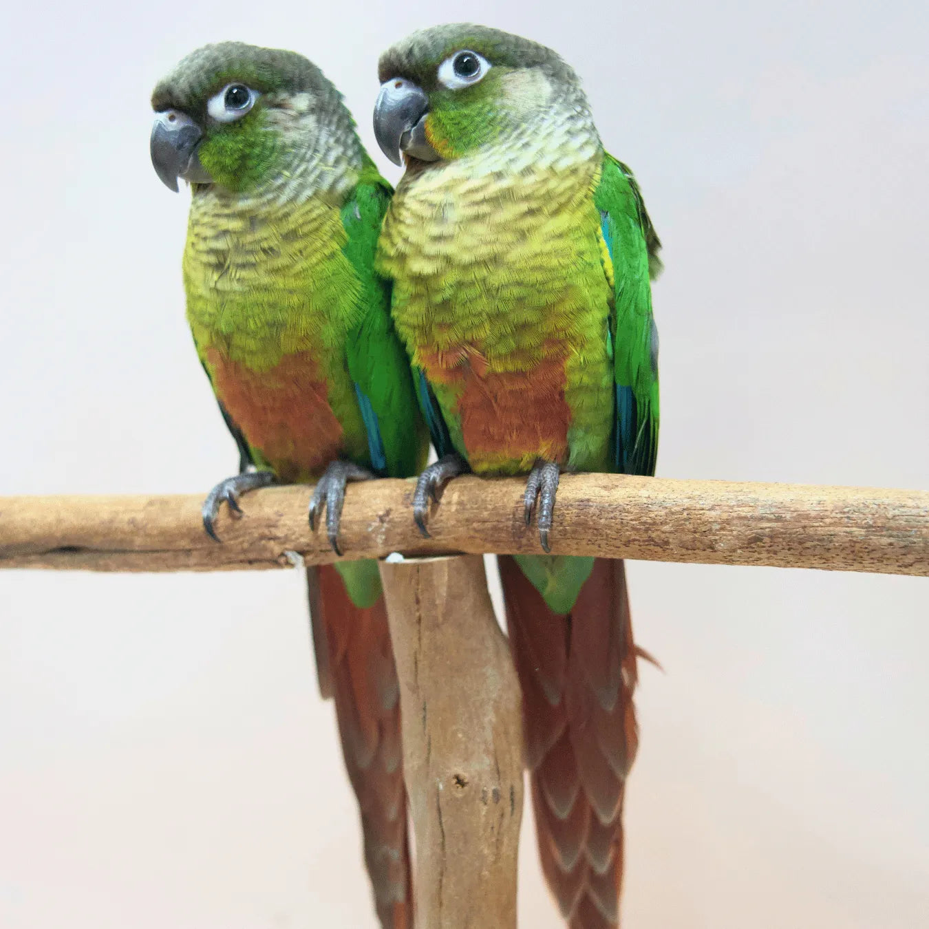 Meet Buzz & Bonnie - Hand-Raised Green Cheek Conures