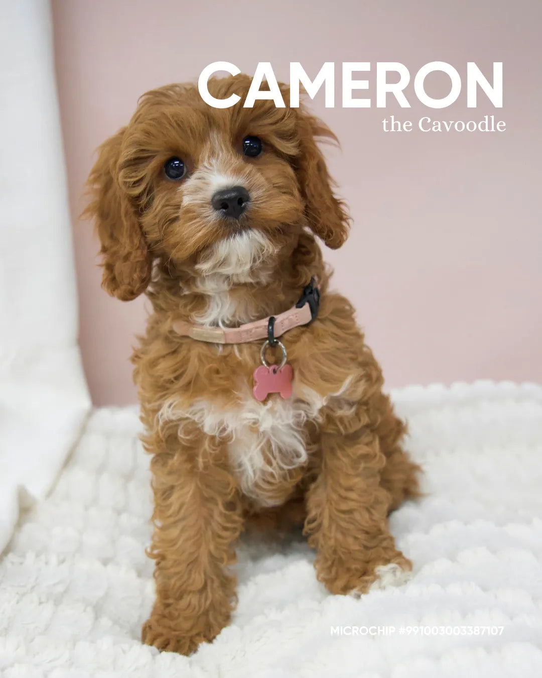 Cameron