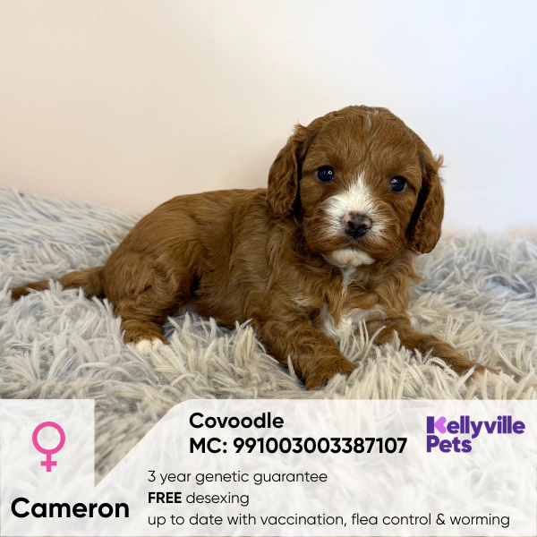 Cameron