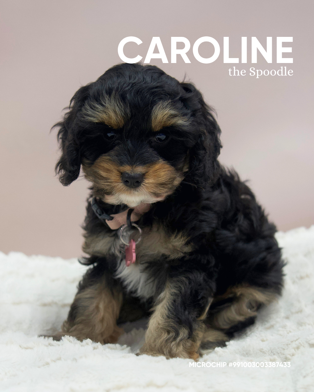 Caroline