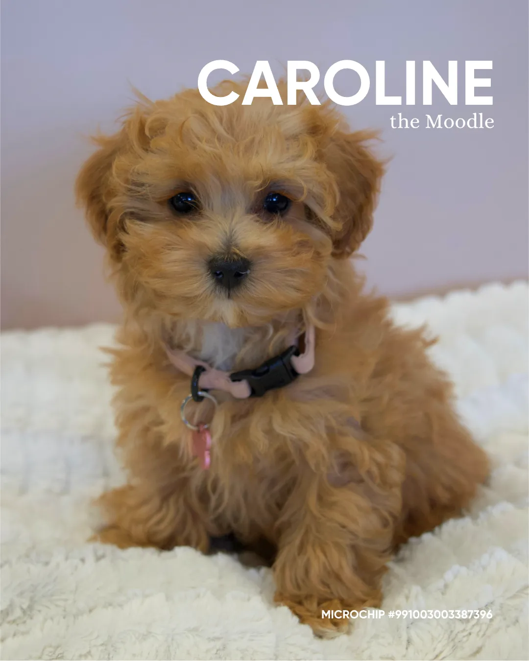 Caroline