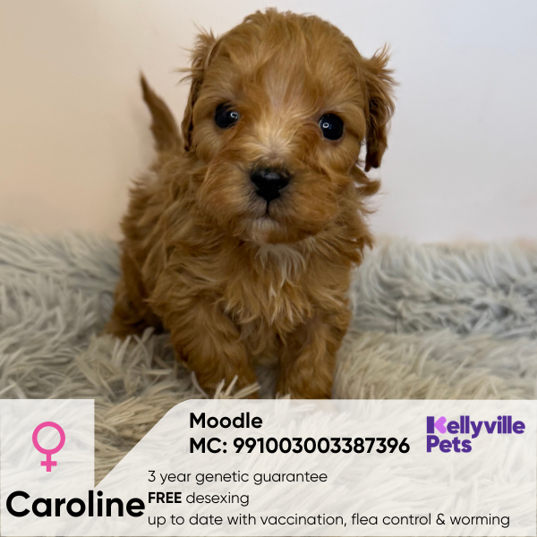 Caroline