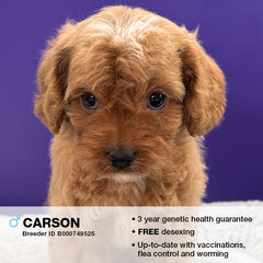 Carson the Cavoodle