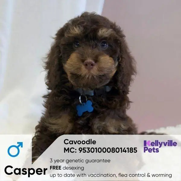Cavoodle Puppies Sydney