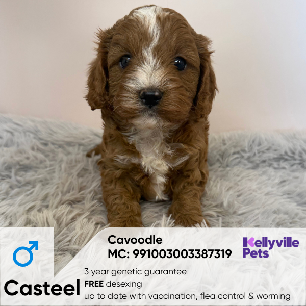 Casteel