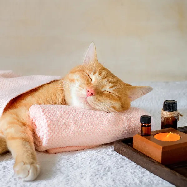 Health & Grooming