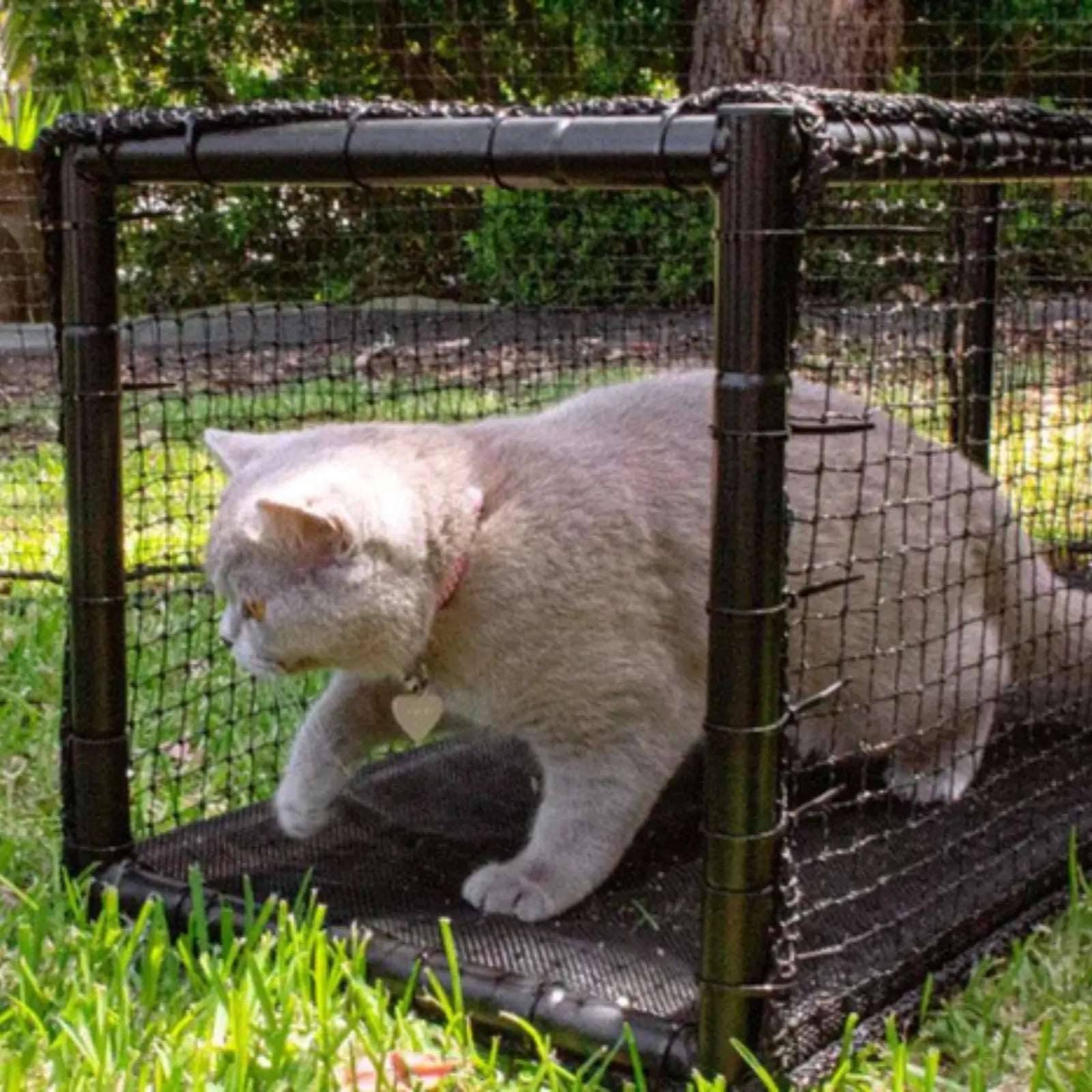 Catnets Connecting Tunnel Catnets