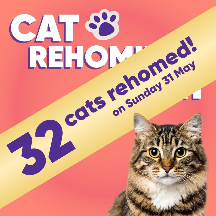 Rescue Cat Rehoming Day
