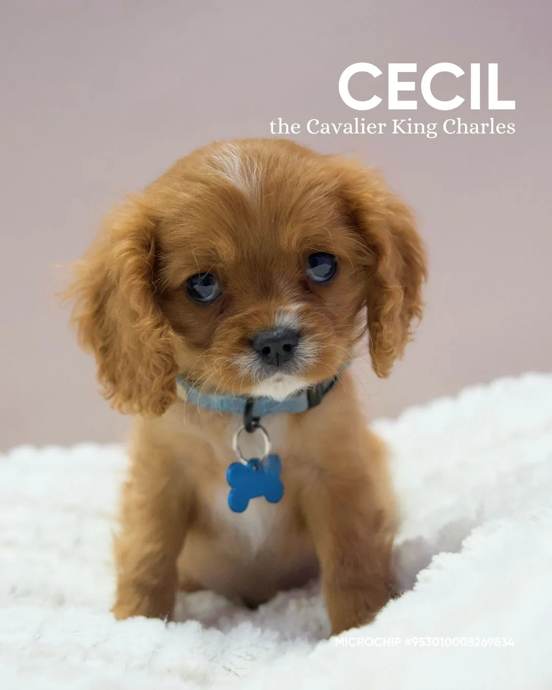Cecil