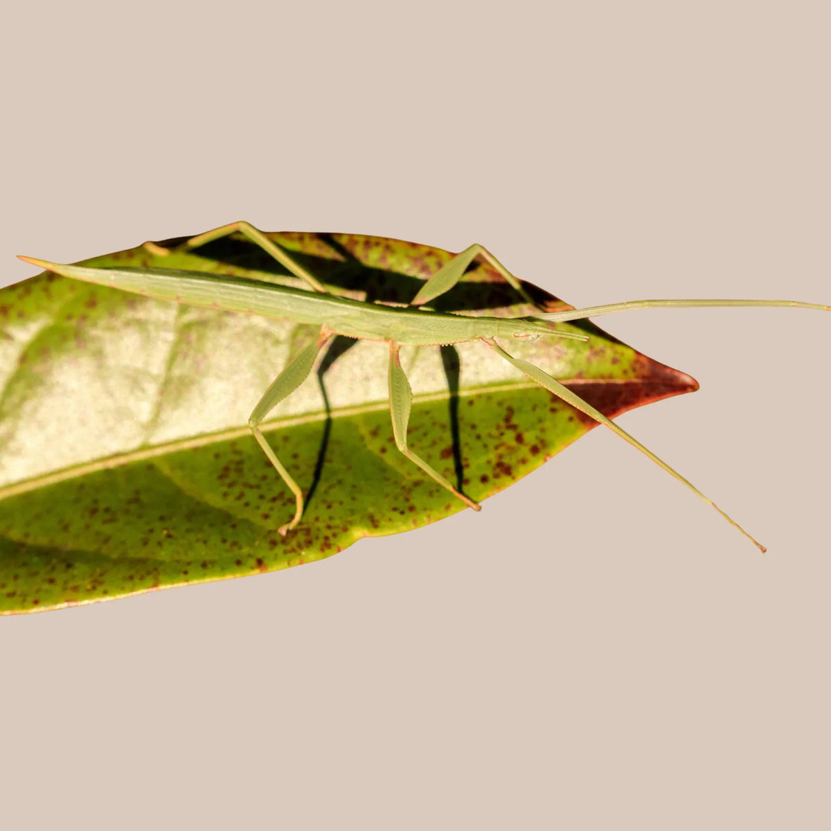 Children's Stick Insect