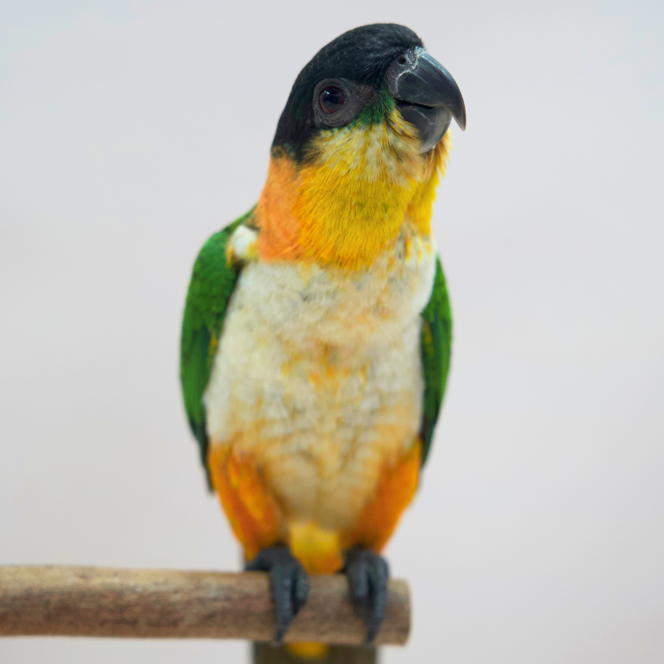 Meet Chilli, Our Black-Headed Caique