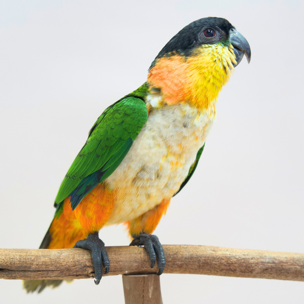 Meet Chilli, Our Black-Headed Caique