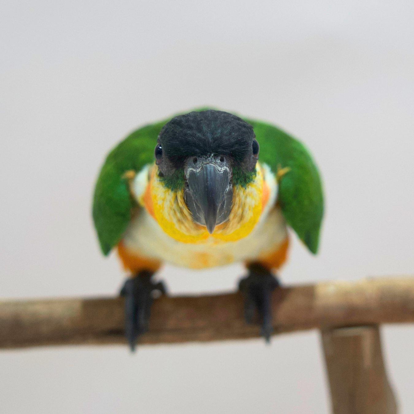 Meet Chilli, Our Black-Headed Caique