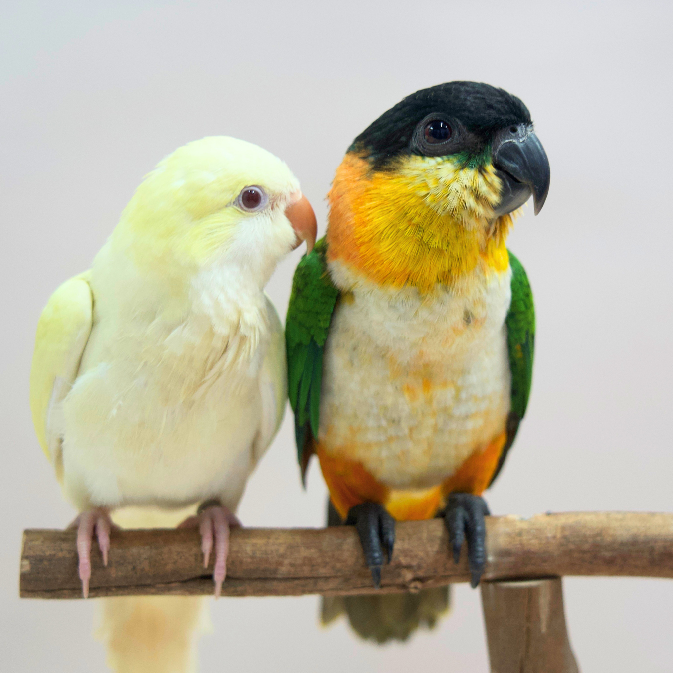 Meet Custard - Our Hand-Raised Quaker Parrot