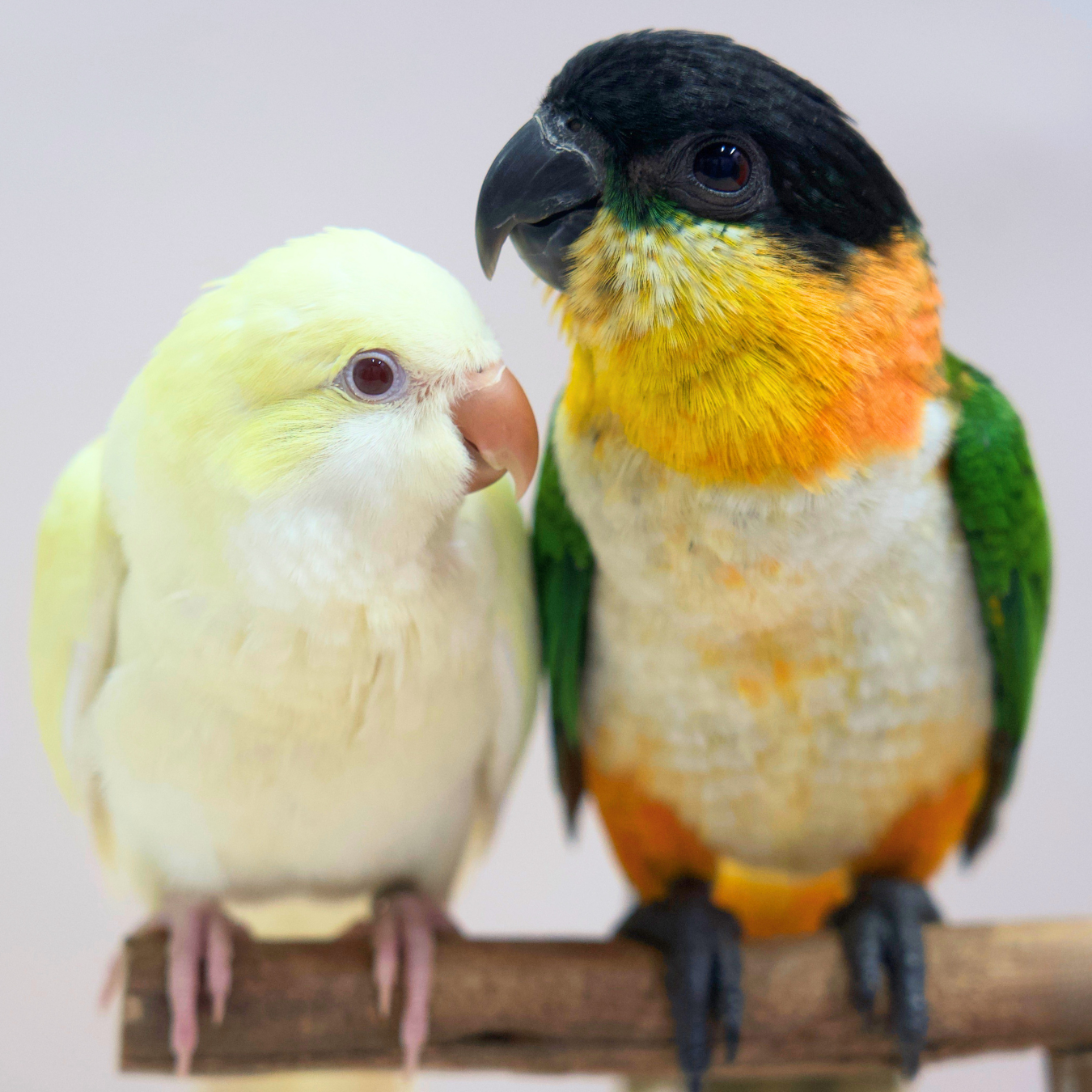 Meet Chilli, Our Black-Headed Caique