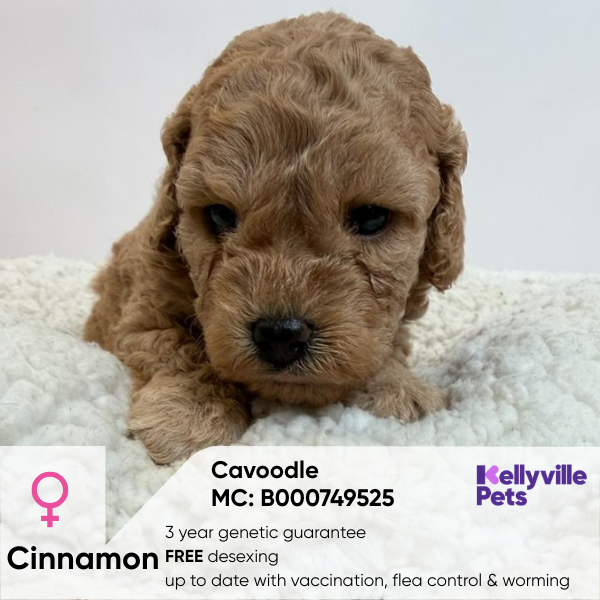 Cinnamon