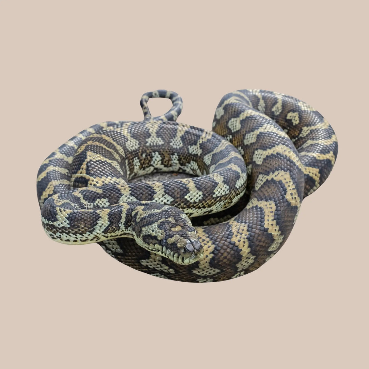 darwin carpet pythons at aar Images High Quality Grahic Darwin Carpet Python