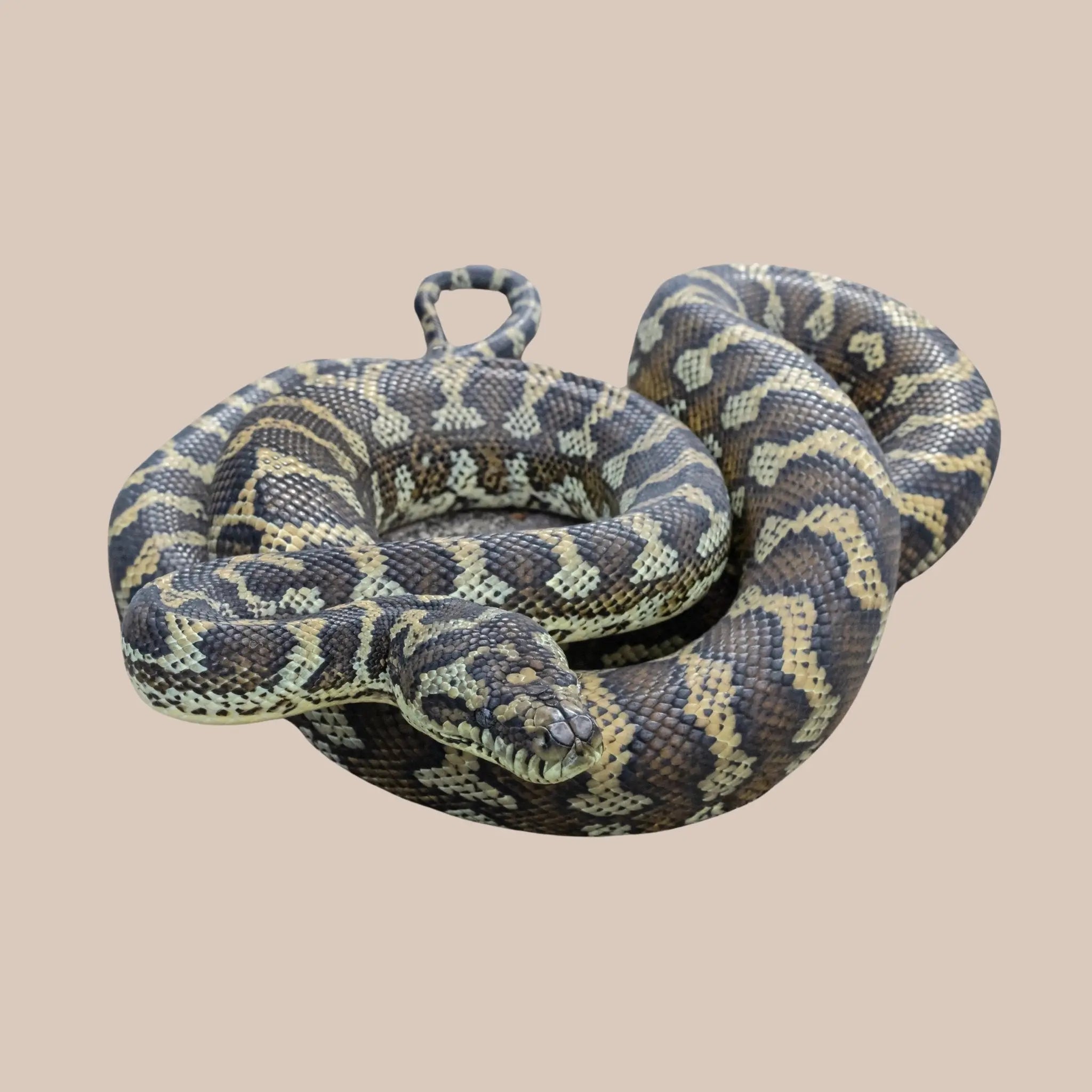 Coastal Carpet Python - Kellyville Pets