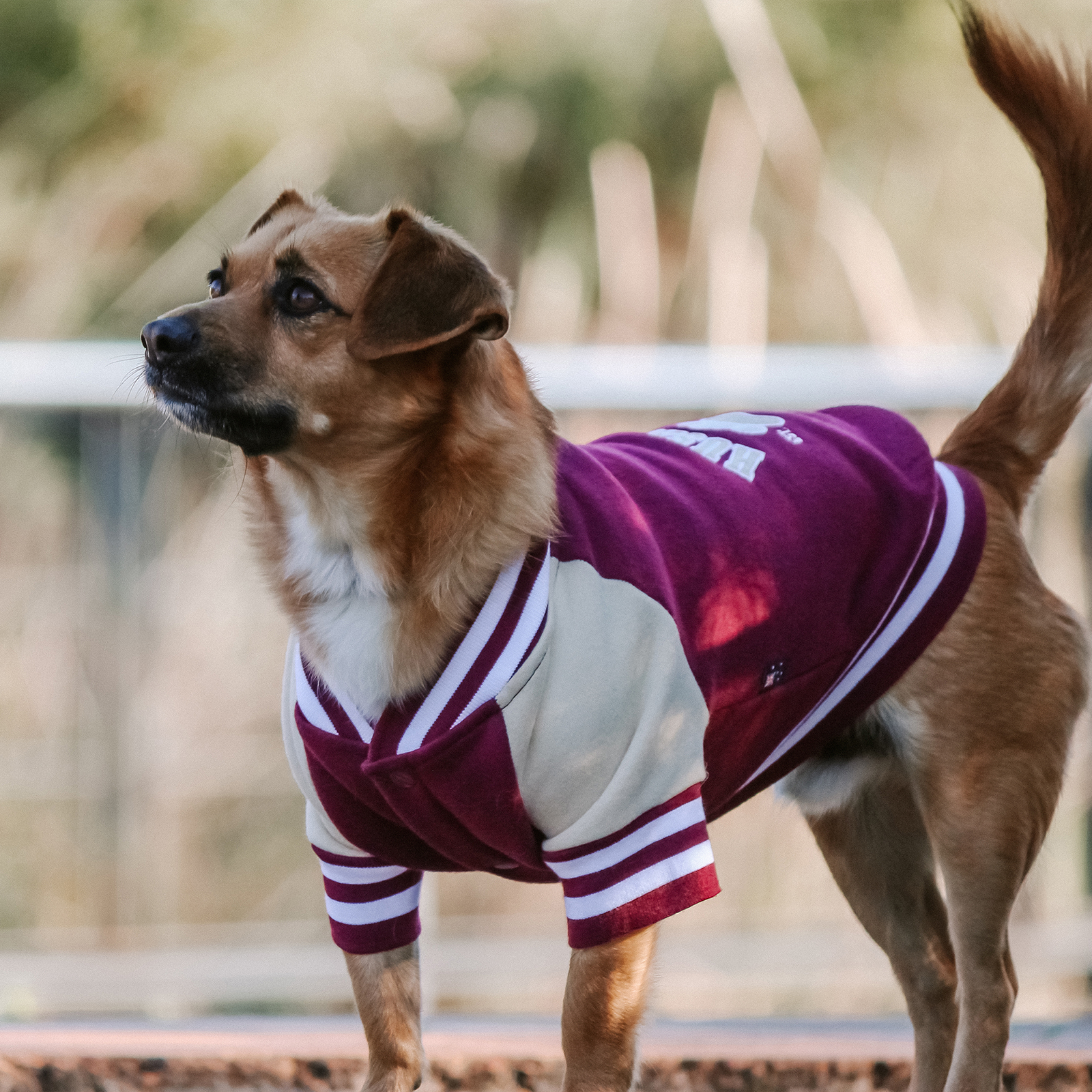 Huskimo Dog Coat College Jacket