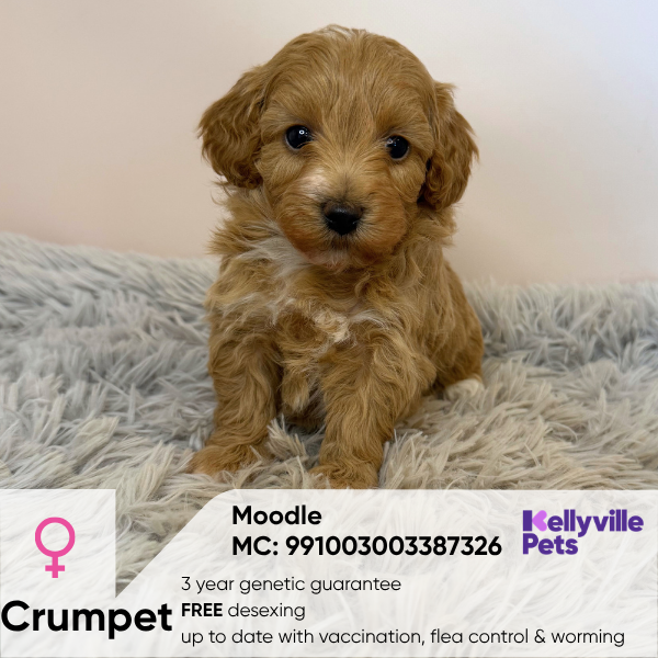 Crumpet