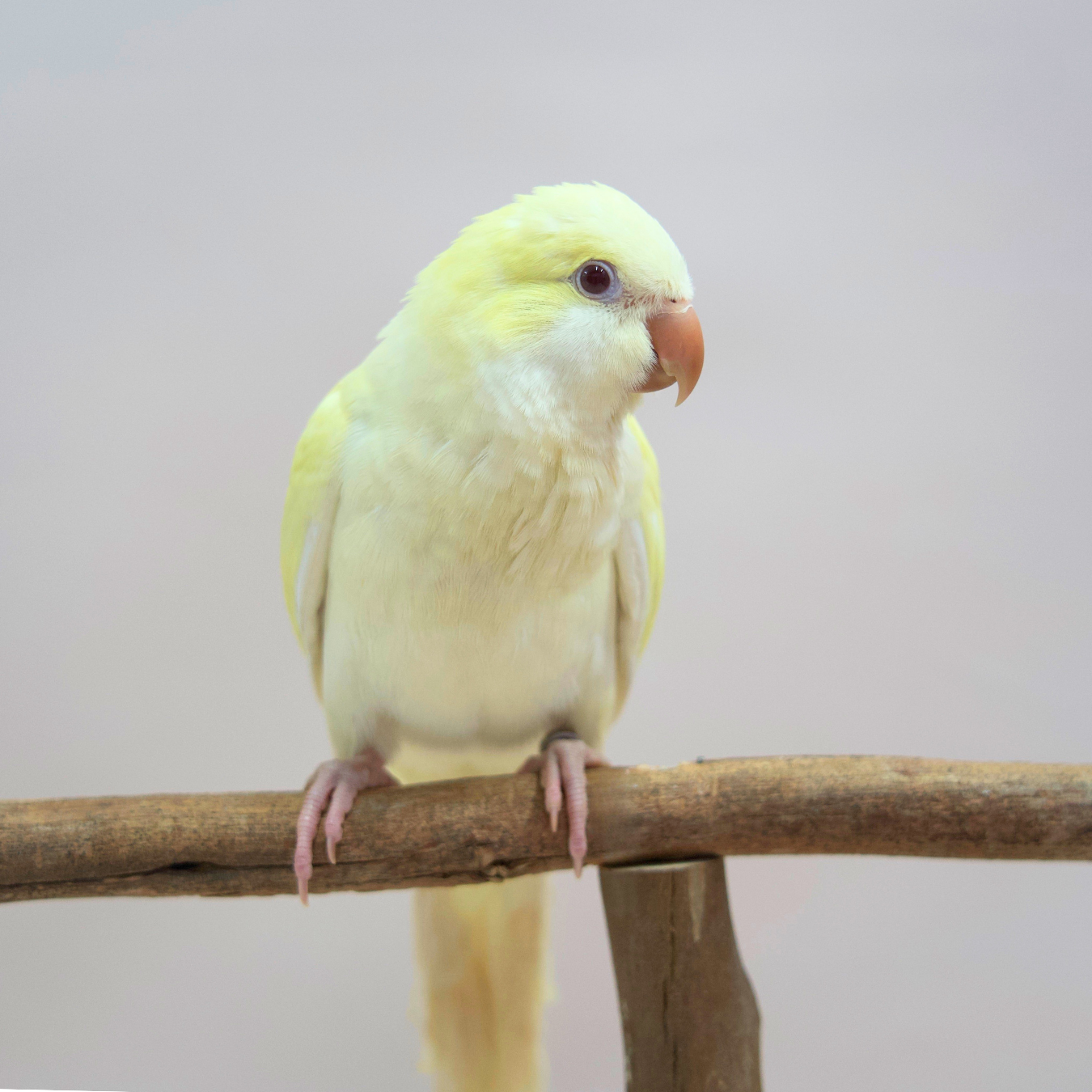 Meet Custard - Our Hand-Raised Quaker Parrot
