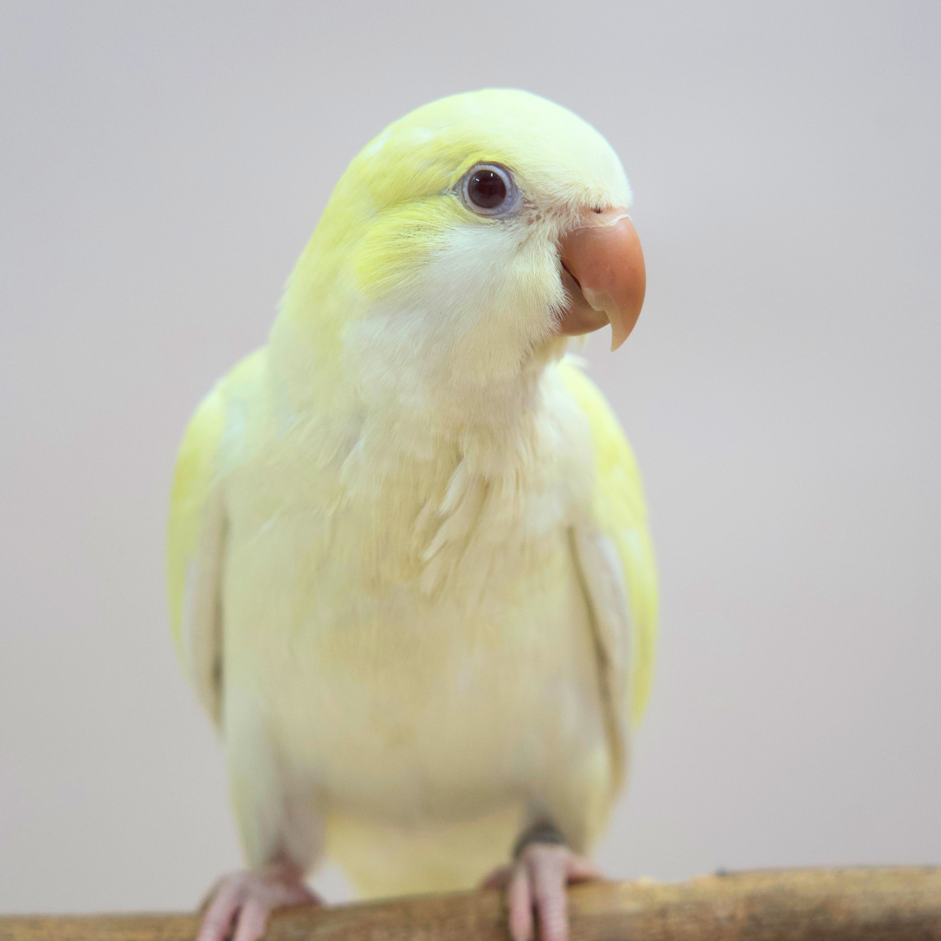 Meet Custard - Our Hand-Raised Quaker Parrot