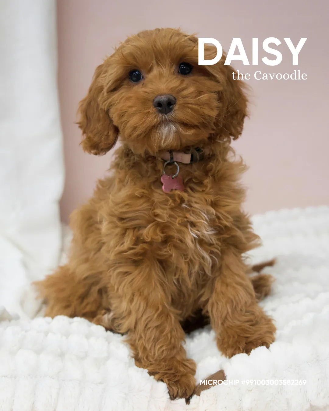 Daisy