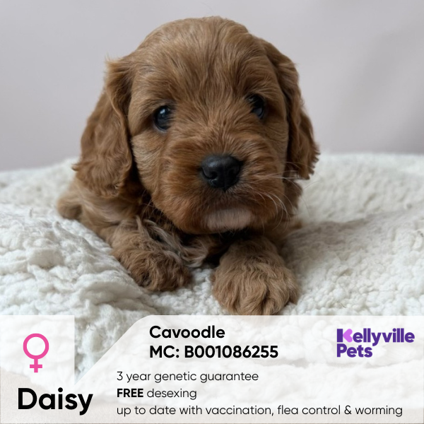 Daisy