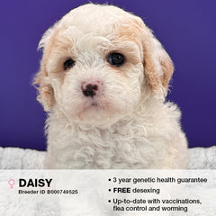 Daisy the Cavoodle