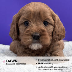Dawn the Cavoodle
