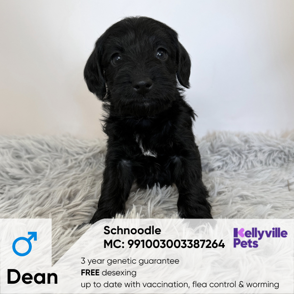 Dean