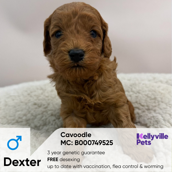 Dexter