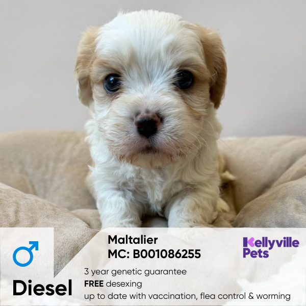 Diesel