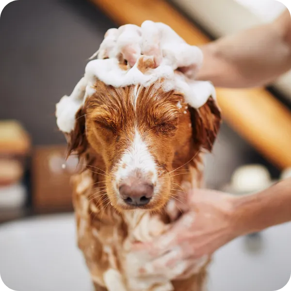 Health & Grooming
