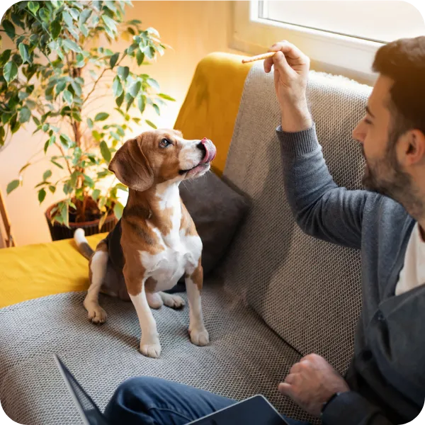 Treats & Chews