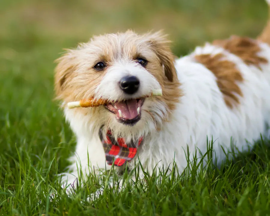 Pet