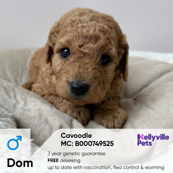 Dom